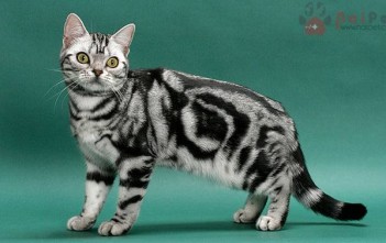 American-Shorthair-meo-my-long-ngan-5