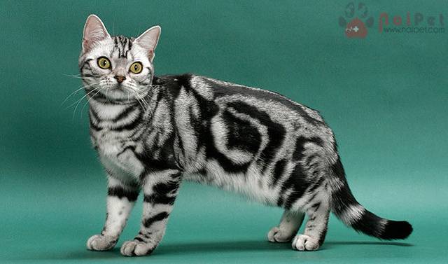 American-Shorthair-meo-my-long-ngan-5