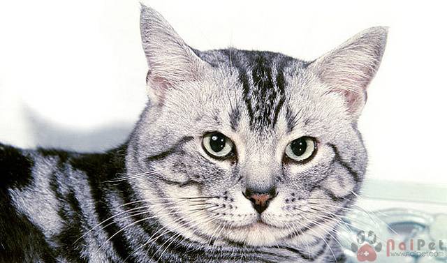 American-Shorthair-meo-my-long-ngan-6