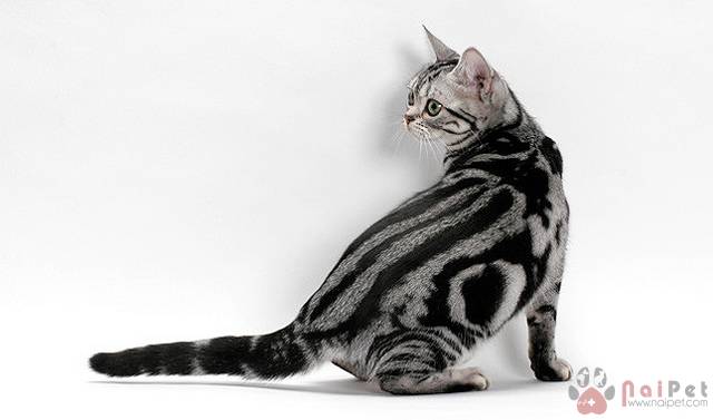 American-Shorthair-meo-my-long-ngan