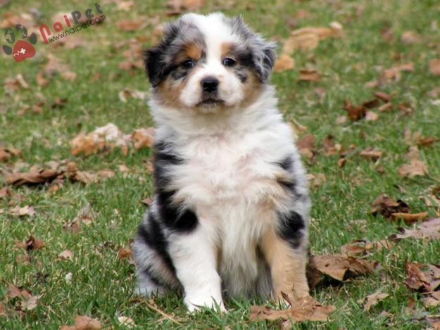 Australian Shepherd Dog 1