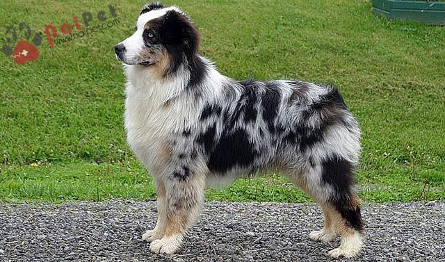 Australian Shepherd Dog 4