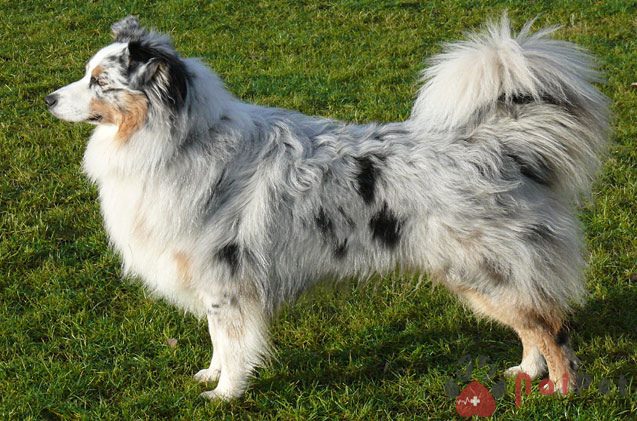 Australian Shepherd Dog