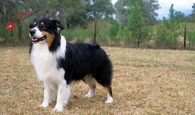 Australian Shepherd Dog2