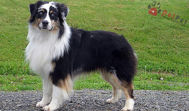 Australian Shepherd Dog3