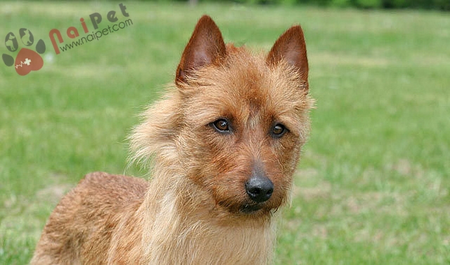 Australian Terrier,cho-suc-uc-