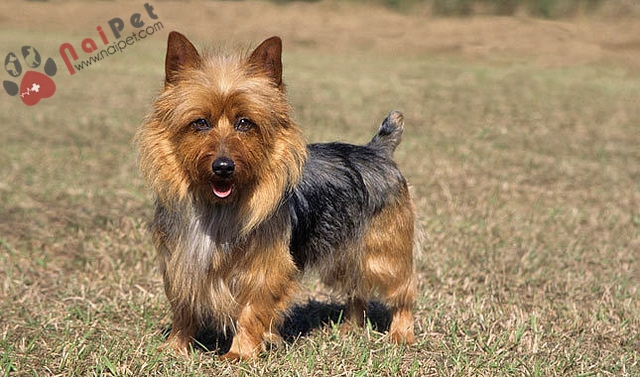 Australian Terrier,cho-suc-uc-1