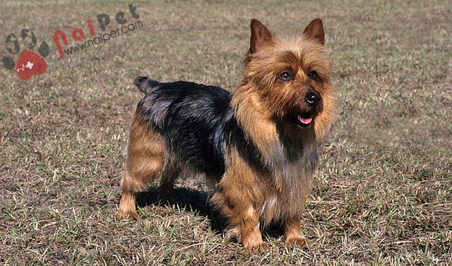 Australian Terrier,cho-suc-uc-2