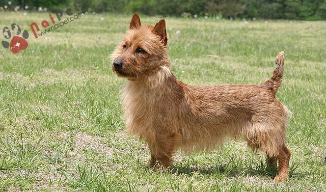 Australian Terrier,cho-suc-uc-3