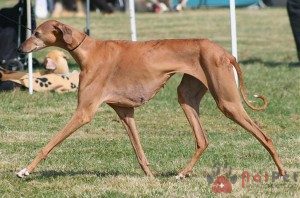 Azawakh-2
