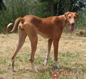 Azawakh-3