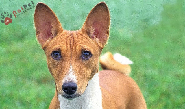 Basenji-giong-cho-khong-bao-gio-sua-