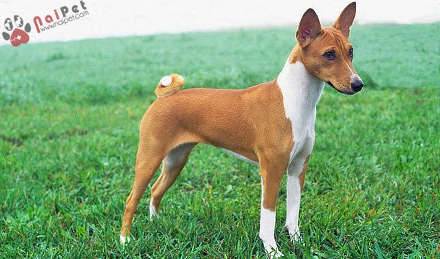 Basenji-giong-cho-khong-bao-gio-sua-1