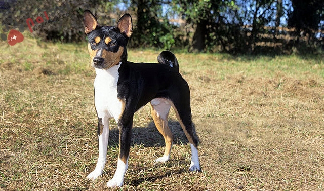 Basenji-giong-cho-khong-bao-gio-sua-2