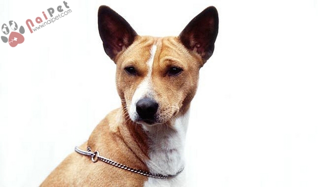 Basenji-giong-cho-khong-bao-gio-sua-3