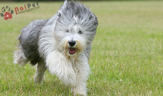 Bearded Collie -cho-chan-cuu-rau-dai-