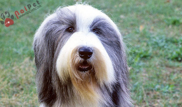 Bearded Collie -cho-chan-cuu-rau-dai-1