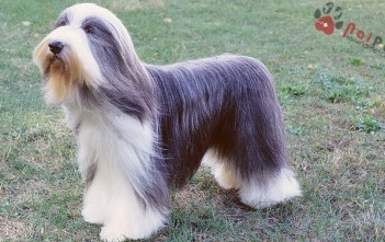 Bearded Collie -cho-chan-cuu-rau-dai-2
