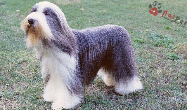 Bearded Collie -cho-chan-cuu-rau-dai-2