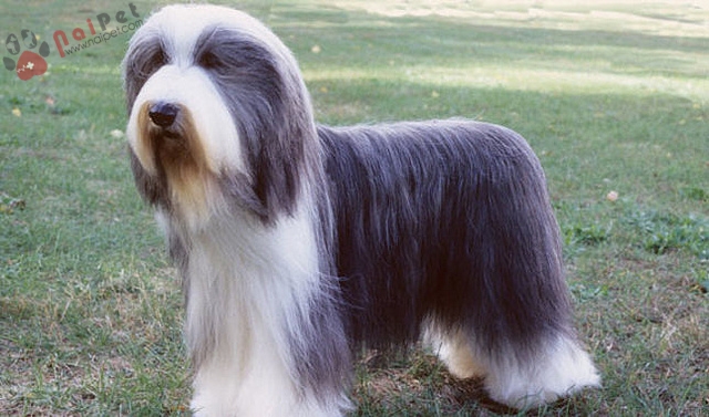 Bearded Collie -cho-chan-cuu-rau-dai-3