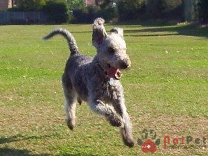 Bedlington-Terrier-1
