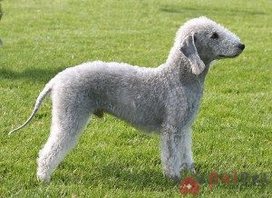Bedlington-Terrier-5