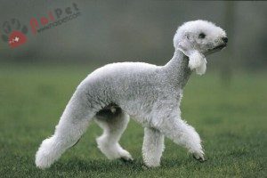 Bedlington-Terrier-7