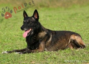Belgian-Malinois-1