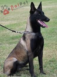 Belgian-Malinois-10