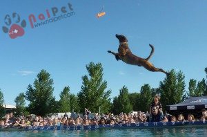 Belgian-Malinois-2