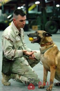 Belgian-Malinois-5