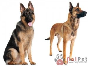 Belgian-Malinois-6