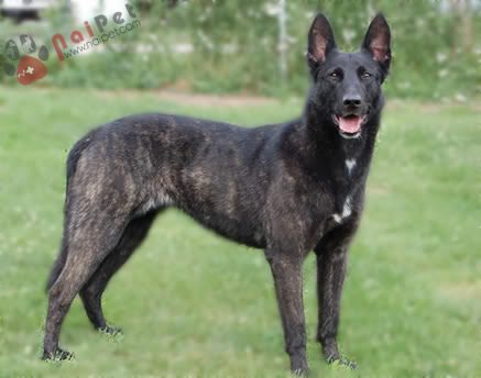 Belgian-Malinois-7