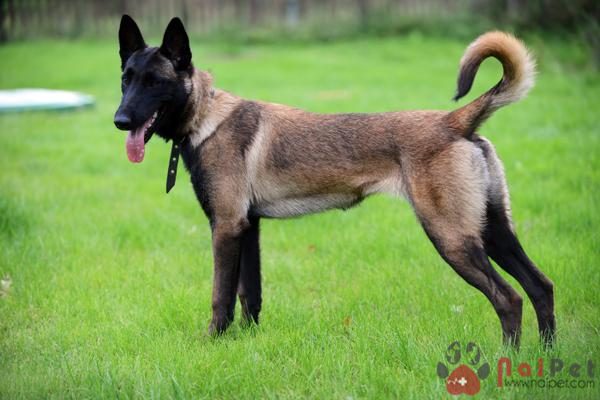 Belgian-Malinois-8