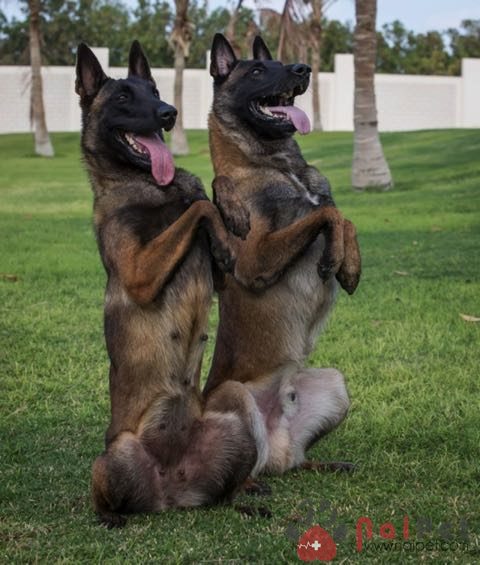 Belgian-Malinois-9