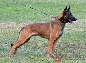 Belgian-Malinois