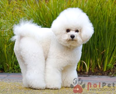 Bichon-Frise-1