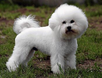 Bichon-Frise-2