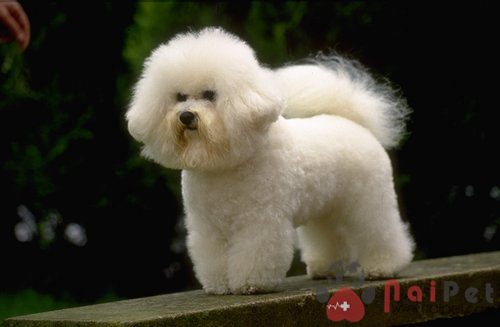 Bichon-Frise-3