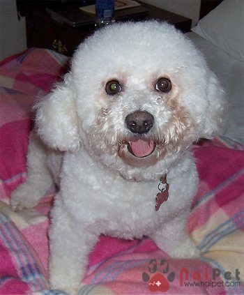 Bichon-Frise-4