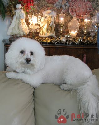 Bichon-Frise-5