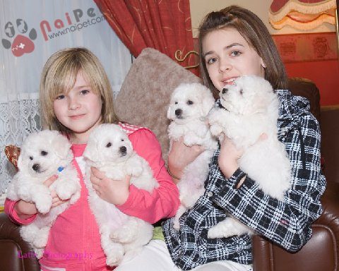 Bichon-Frise-6