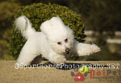 Bichon-Frise-7
