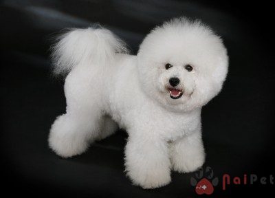 Bichon-Frise-8