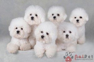 Bichon-Frise