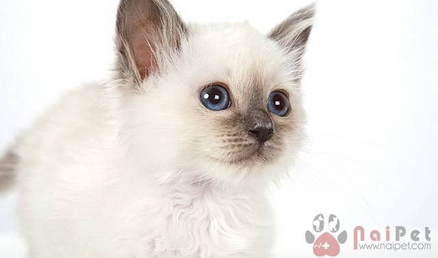 Birman-cat-meo-thanh-1