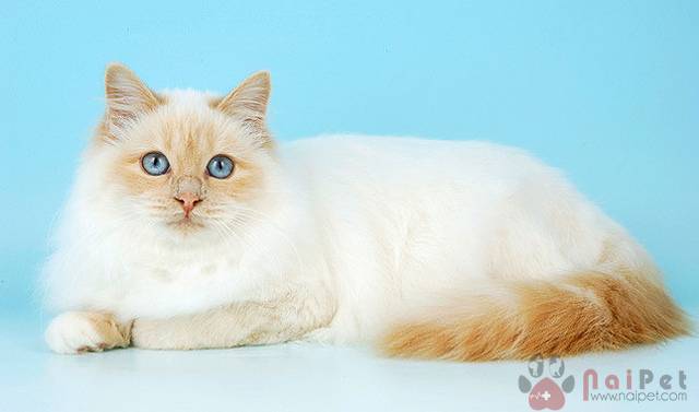 Birman-cat-meo-thanh-2