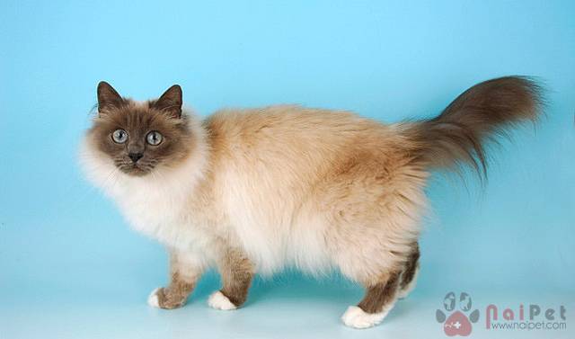 Birman-cat-meo-thanh-3