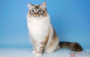 Birman-cat-meo-thanh