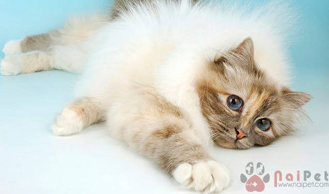 Birman-cat-meo-thanh-4